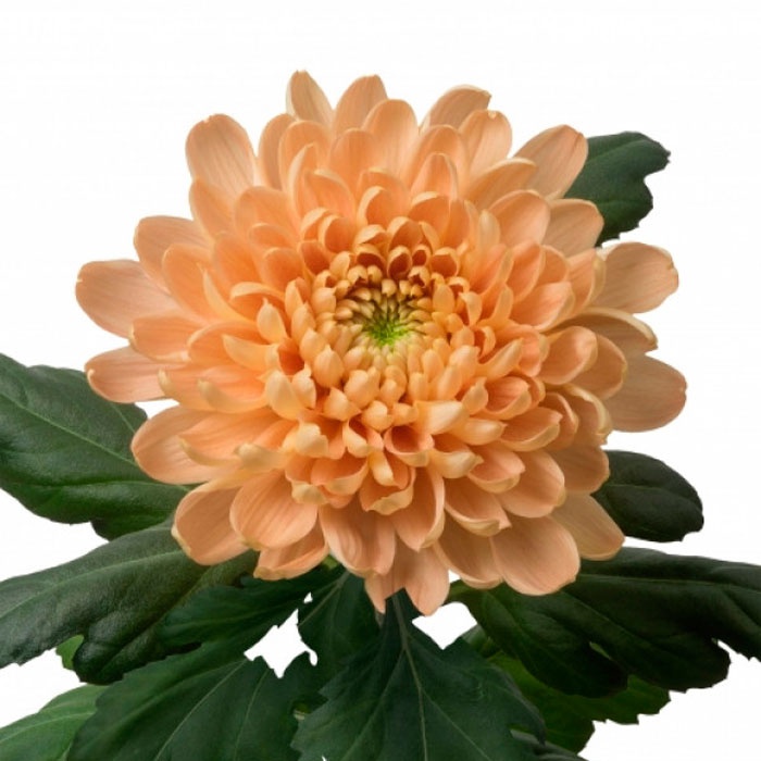 Хризантема персикова