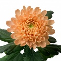 Хризантема персикова