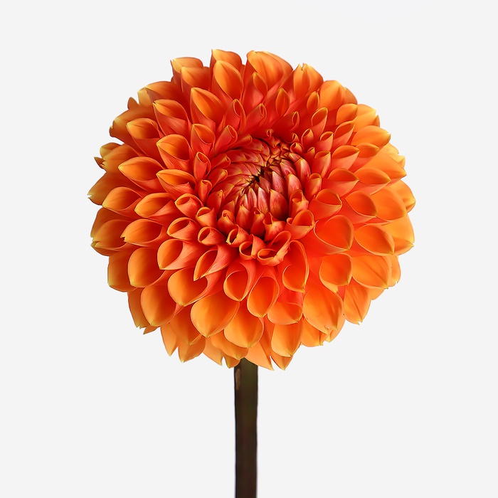 Жоржина помаранчева