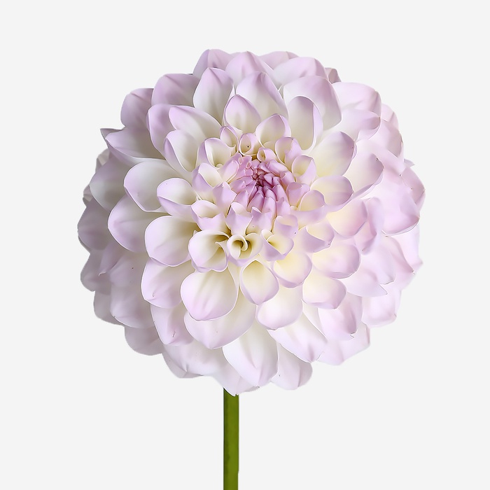 Жоржина біла