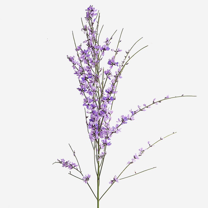 Джінестра фіолетова