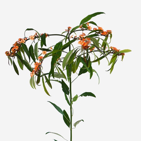 Еуфорбія помаранчева