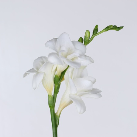 Фрезія біла