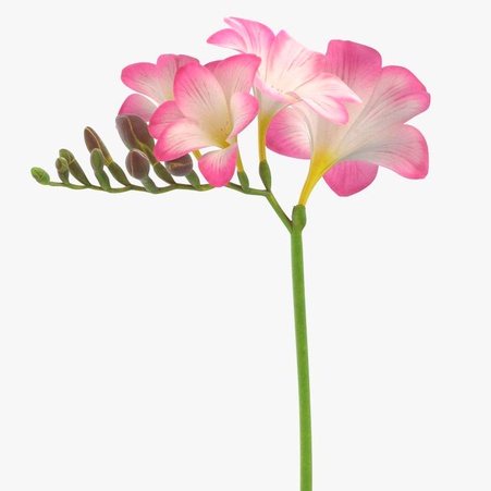 Фрезія рожева