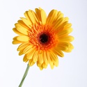 Гербера жёлтая