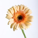 Гербера персиковая
