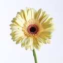 Гербера кремовая