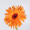 Гербера оранжевая