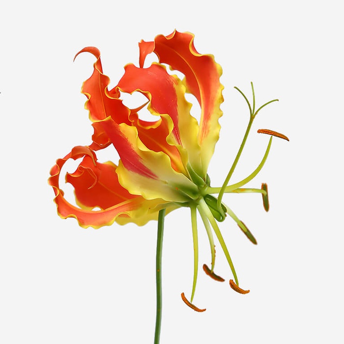 Глоріоза помаранчева