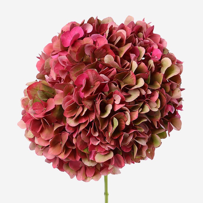 Гортензия биколор розово-зелёная