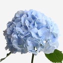 Гортензия голубая
