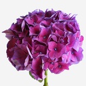 Гортензия фиолетовая