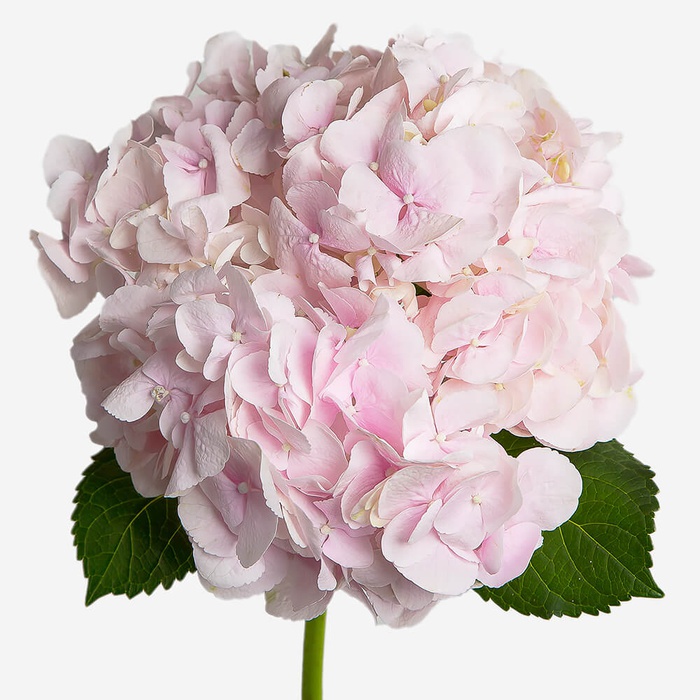 Гортензия розовая