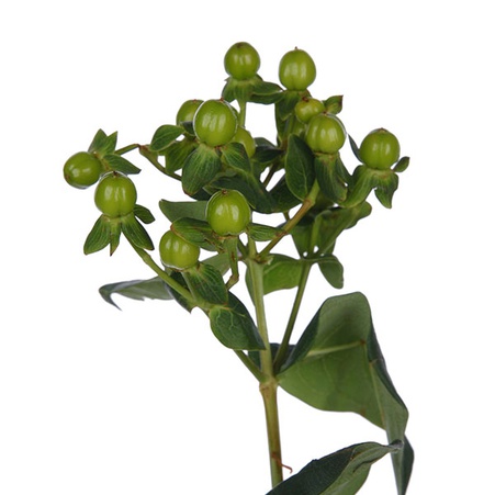 Гіперікум зелений