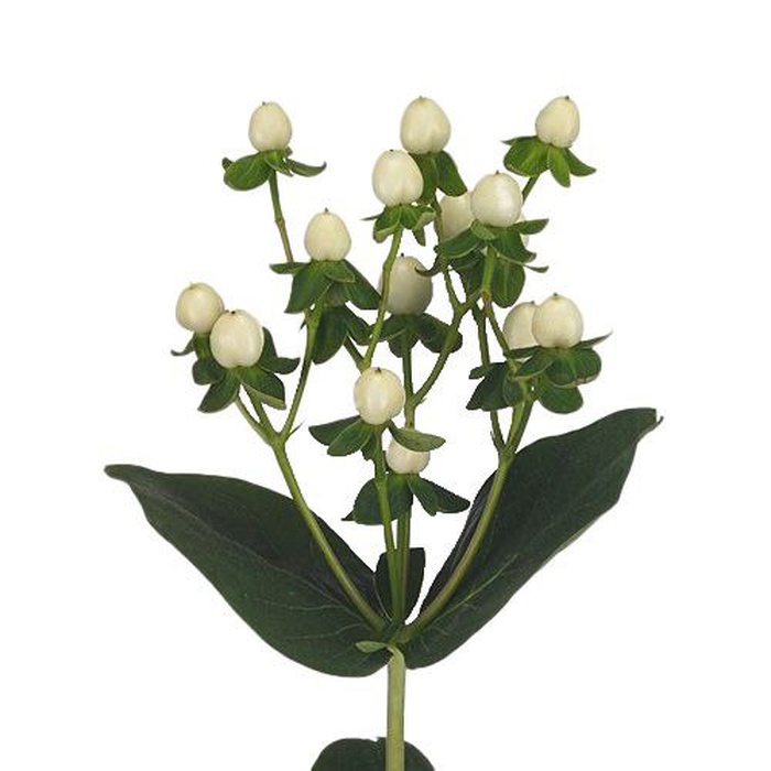 Хиперикум молочный