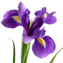 Ирис сиреневый