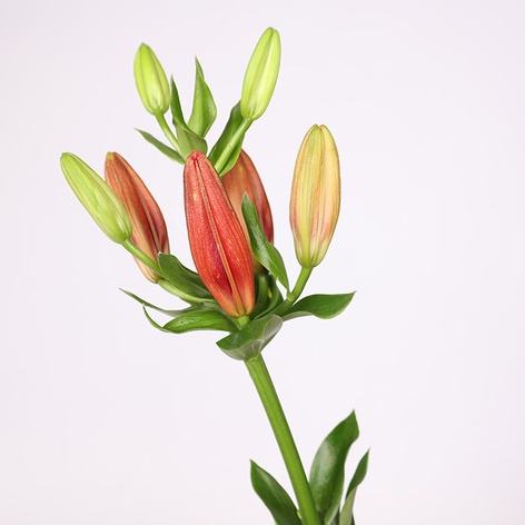 Лілія червона