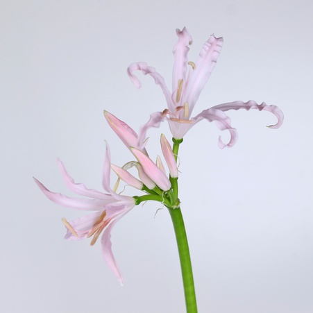 Неріне світло-рожевий