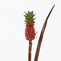 Ананас декоративний