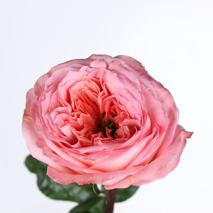 Роза Мандарин Экспрешн