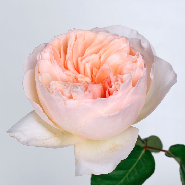 Роза Дэвид Остин Джульетта