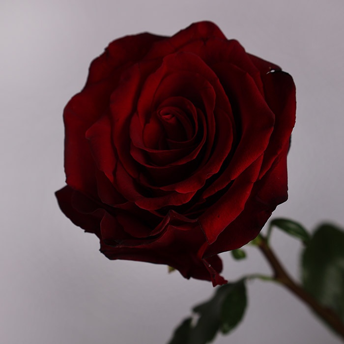 Роза Эксплорер, 100 см