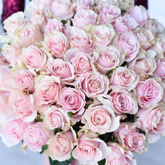 Троянда Світ Аваланч, 60 см