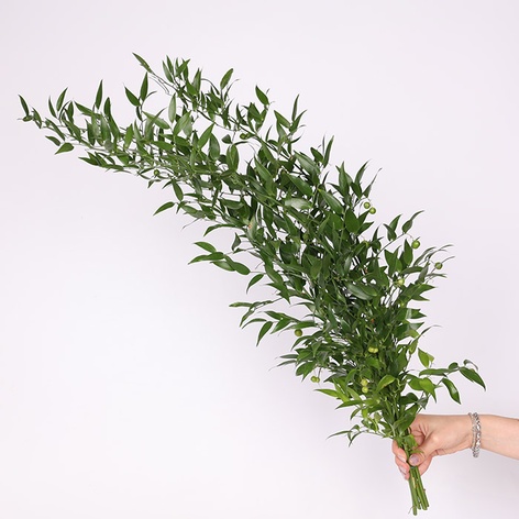 Рускус італьяно