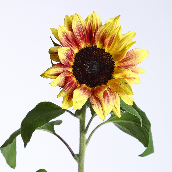 Подсолнух декоративный