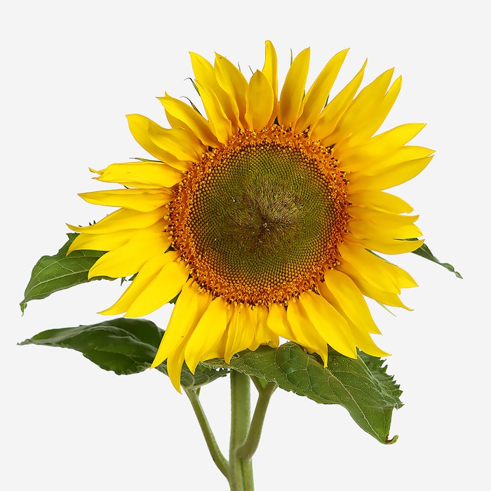 Подсолнух Украина