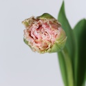 Тюльпан махровый, розовый