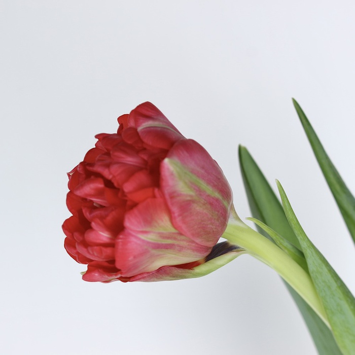 Тюльпан дабл красный