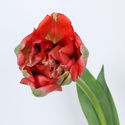 Тюльпан французский, красный