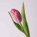 Тюльпан нежно-розовый