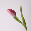 Тюльпан нежно-розовый