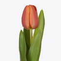 Тюльпан оранжевый