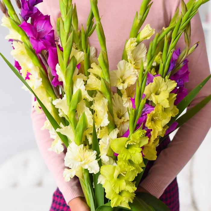 Гладиолус фиолетовый