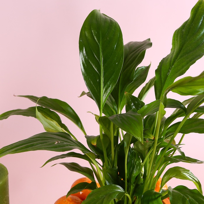 Подарунковий набір з рослинами та свічками "Насолода моментом"