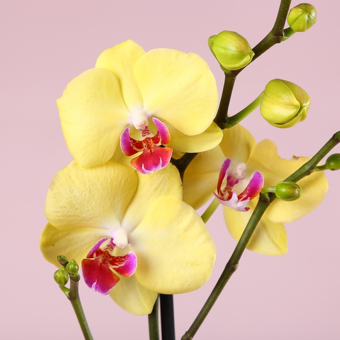 Подарунковий сет "Милий дует"