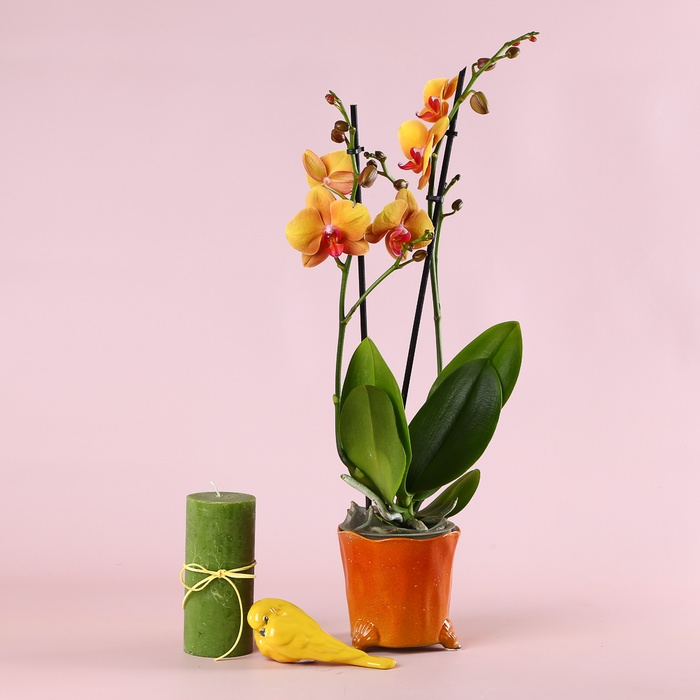 Подарунковий сет "Світло ніжних обіймів"