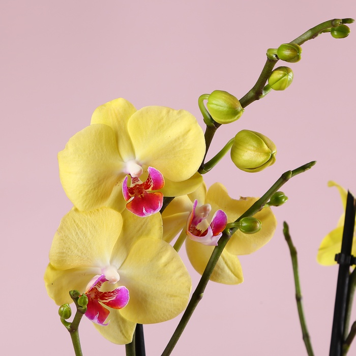 Подарунковий сет "Світло ніжних обіймів"