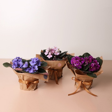 Фиалка в горшке, M