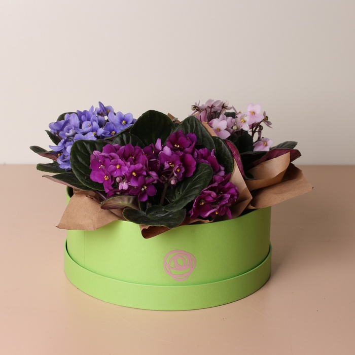 Фиалка в горшке, L