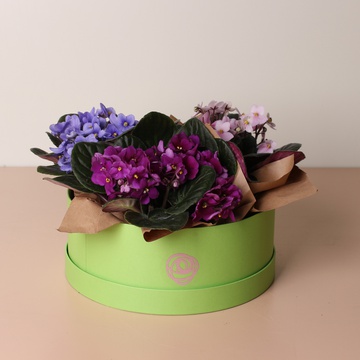 Фиалка в горшке, L