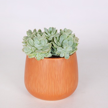 Суккулент в горшке
