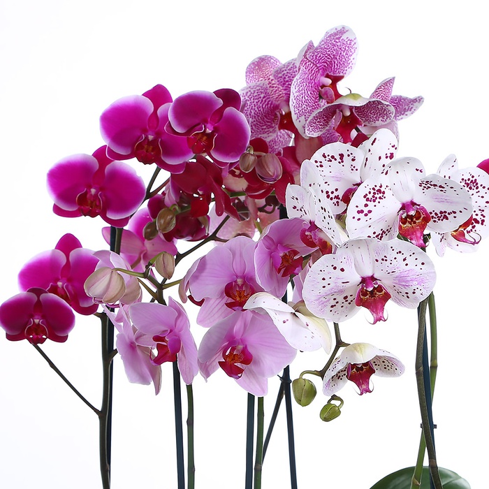 Орхідея Фаленопсис мікс в горшку