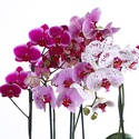 Орхідея Фаленопсис мікс в горшку