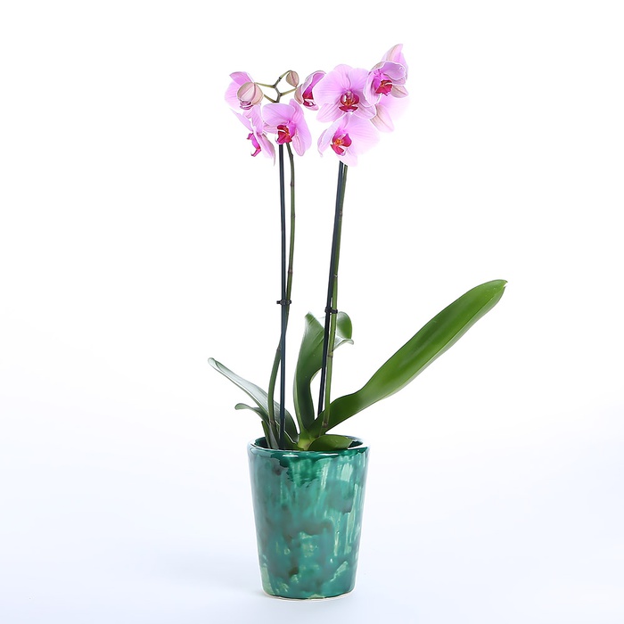 Орхідея Фаленопсис мікс в горшку