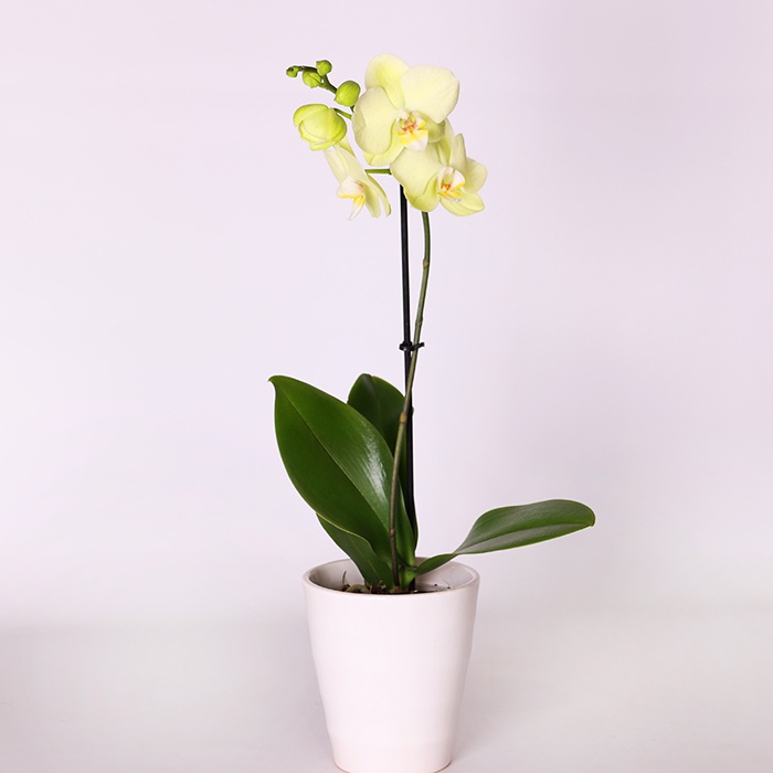 Орхідея Фаленопсис мікс в горшку