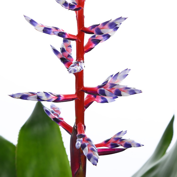 Эхмея в горшке